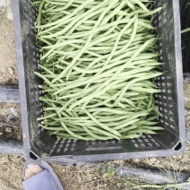 精选架豆王豆王。无筋豆甘肃基地直供质量保证量大优惠
