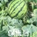 无籽美都,甘美4K