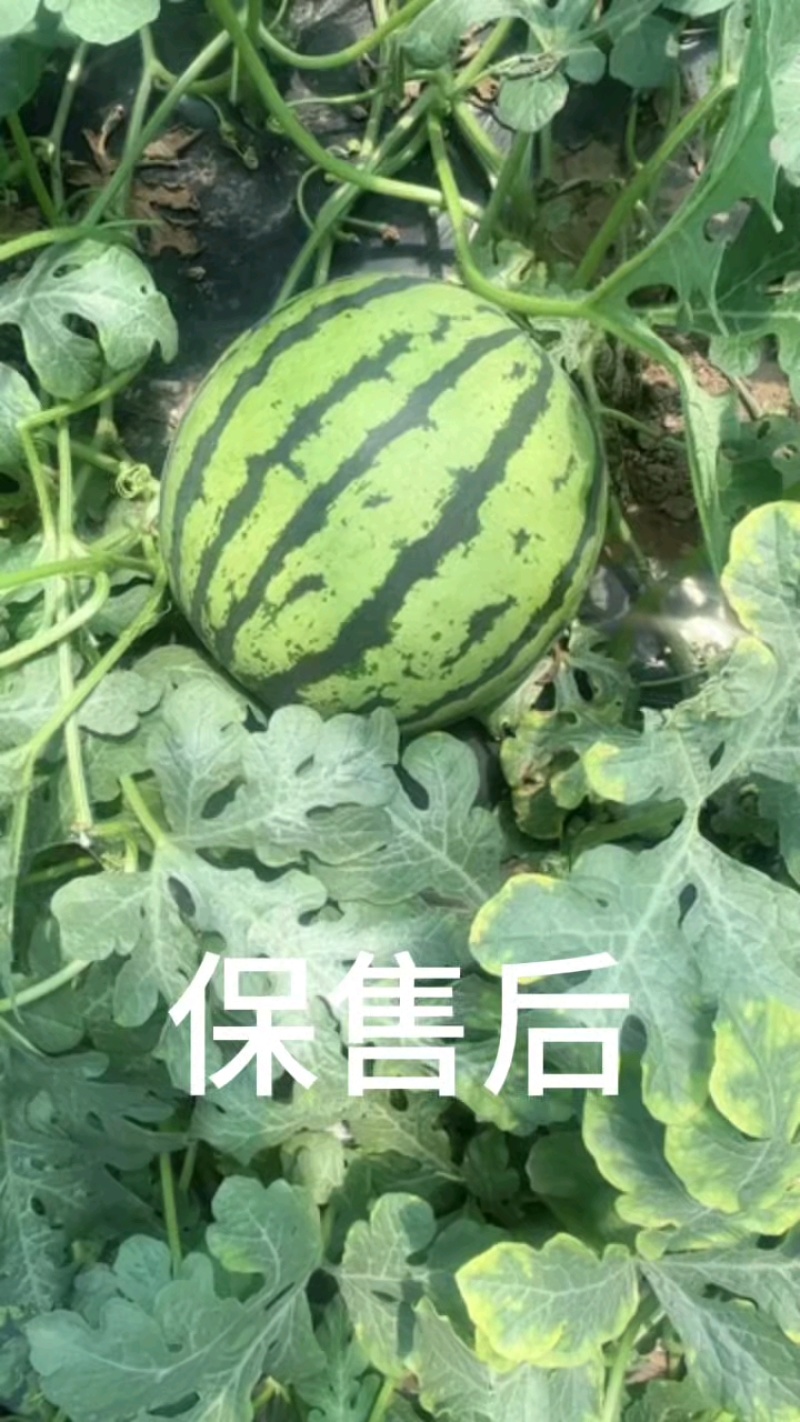 无籽美都,甘美4K