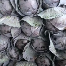 紫甘蓝，产地直发欢迎订购。欢迎采购。三原紫甘蓝。