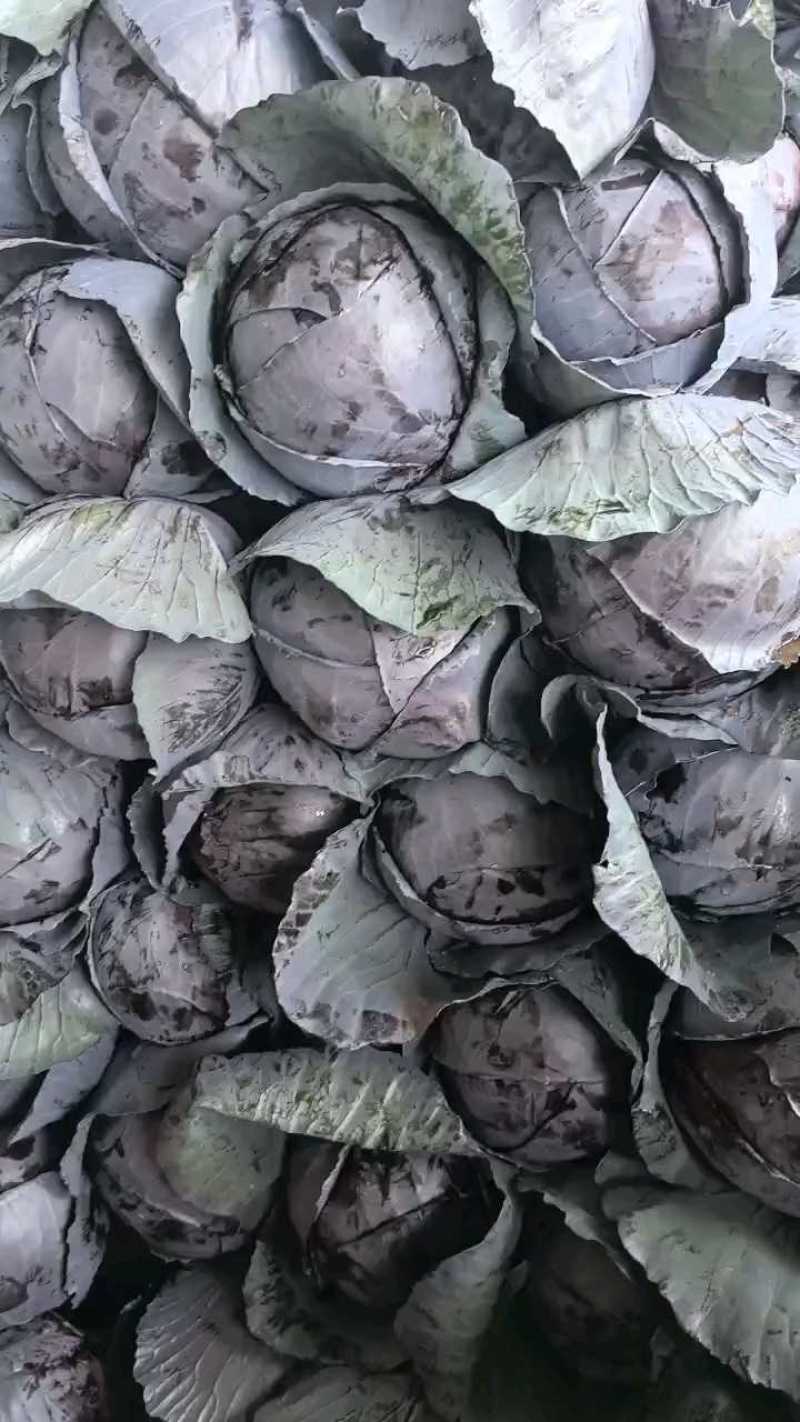 紫甘蓝，产地直发欢迎订购。欢迎采购。三原紫甘蓝。