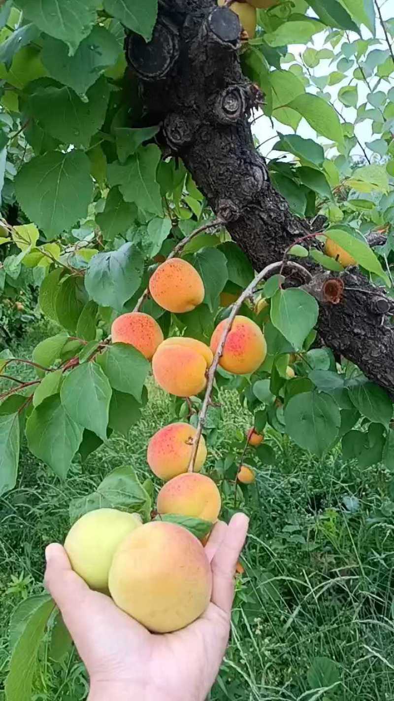 万亩凯特杏产地大量上市六零起步，颜色黄脆甜多汁糖度十八以