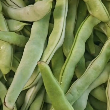 全是豆角，质量还可以，货量充足。