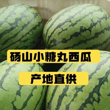 头茬无籽小糖丸全美2k、产地供应，熟度好货源充足全国代发