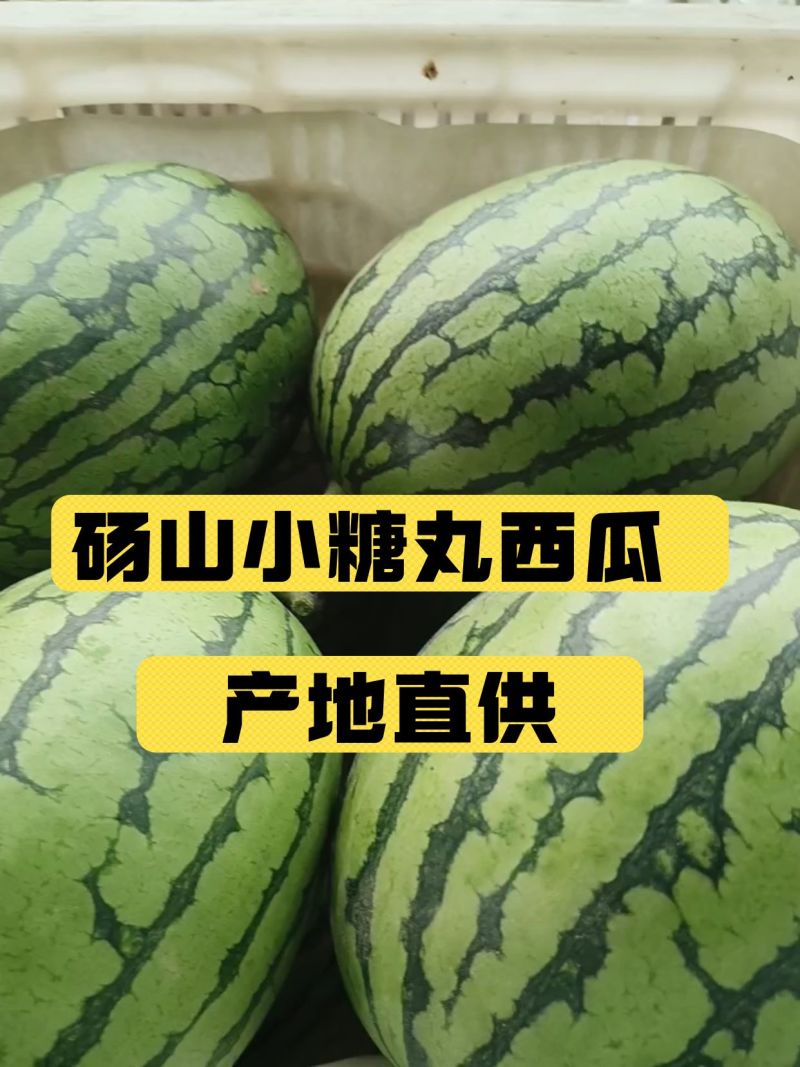 头茬无籽小糖丸全美2k、产地供应，熟度好货源充足全国代发
