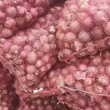 山东洋葱红皮洋葱基地直发一手货源量大从优实力保证全国发货