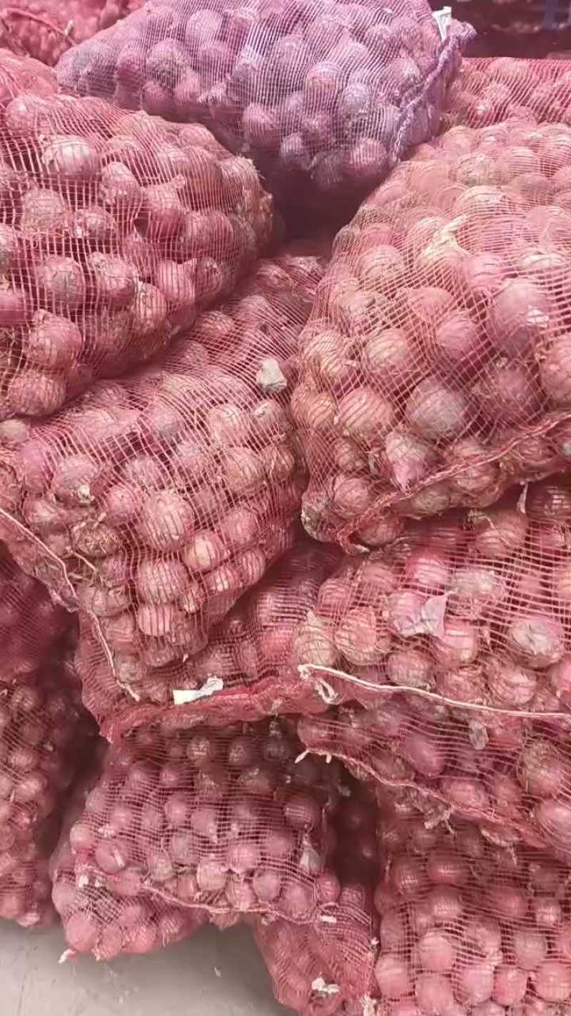 山东洋葱红皮洋葱基地直发一手货源量大从优实力保证全国发货