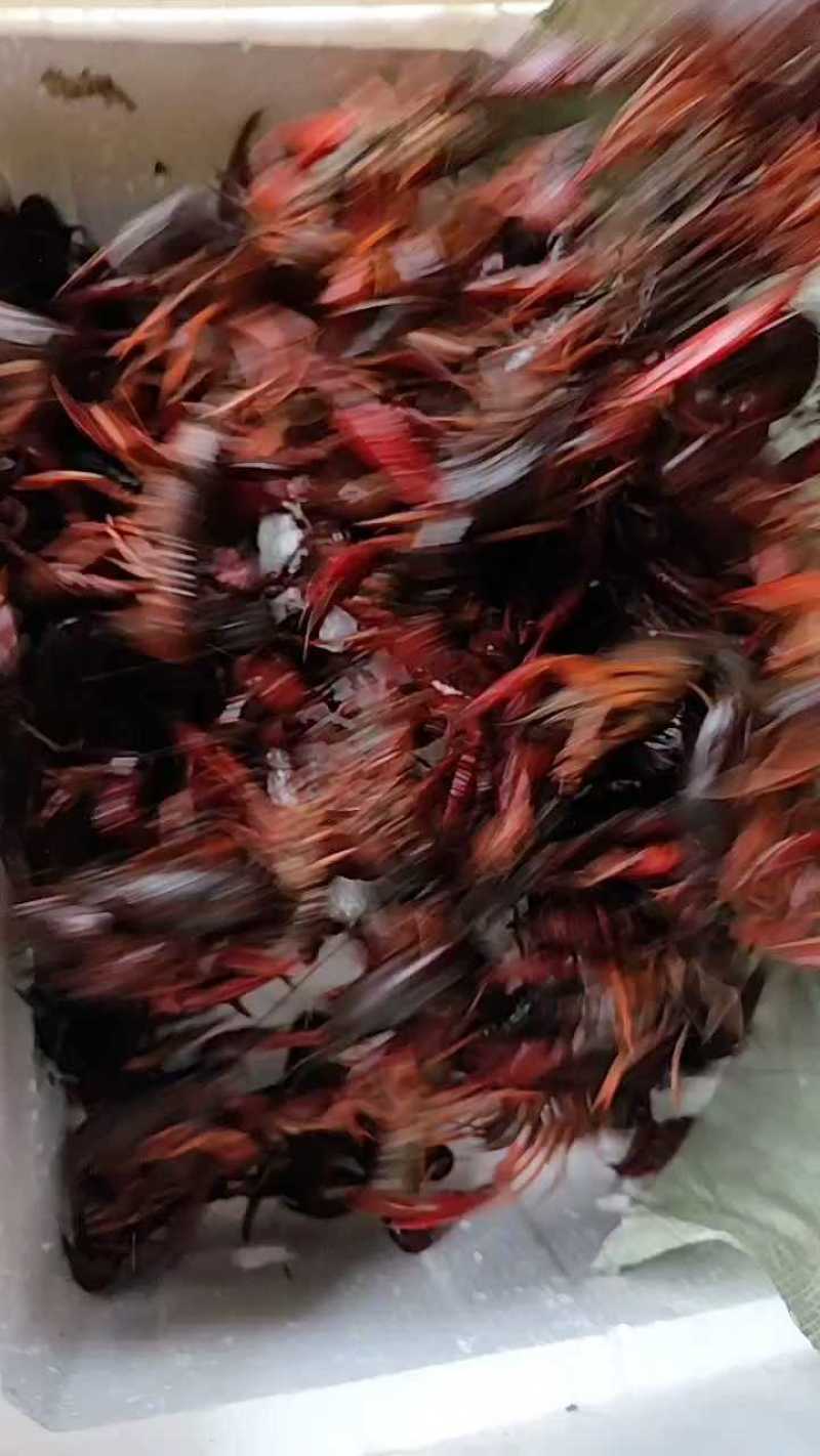 洪湖清水小龙虾，蟹塘虾价格详谈每日行情波动1-2元