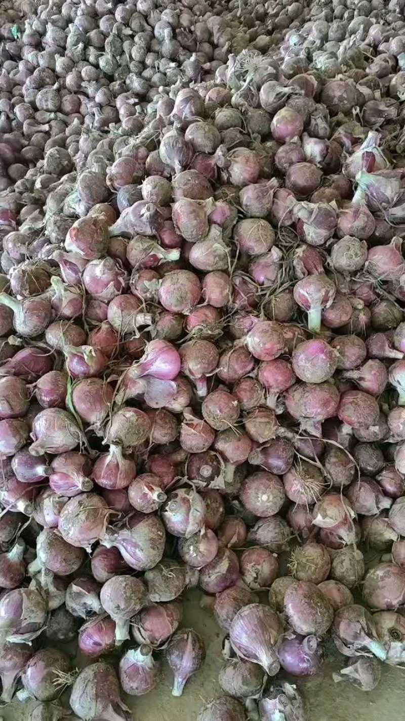 紫皮洋葱河南开封洋葱，产地一手货源（品质保证）可视频看货
