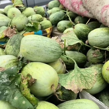 山东省费县羊角蜜甜瓜大量上市好通货0.5斤以上