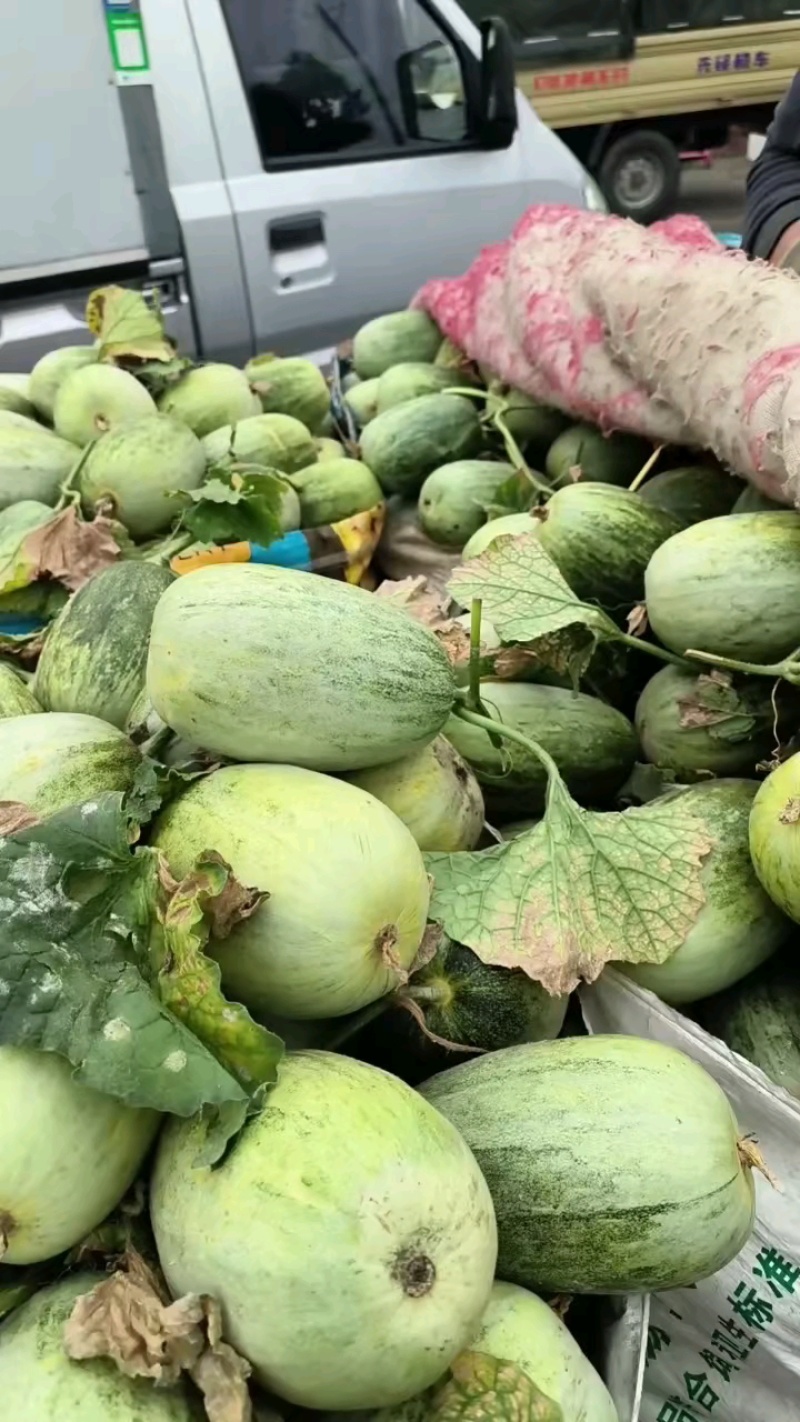 山东省费县羊角蜜甜瓜大量上市好通货0.5斤以上