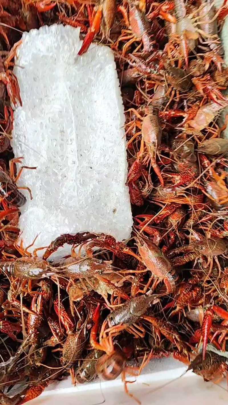 洪湖清水小龙虾，蟹塘虾价格详谈每日行情波动1-2元