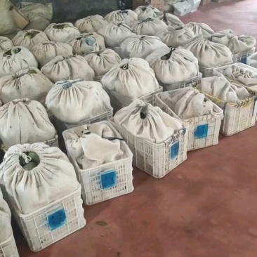 金冠甜瓜支持一件代发，社区团购，对接各大水果市场