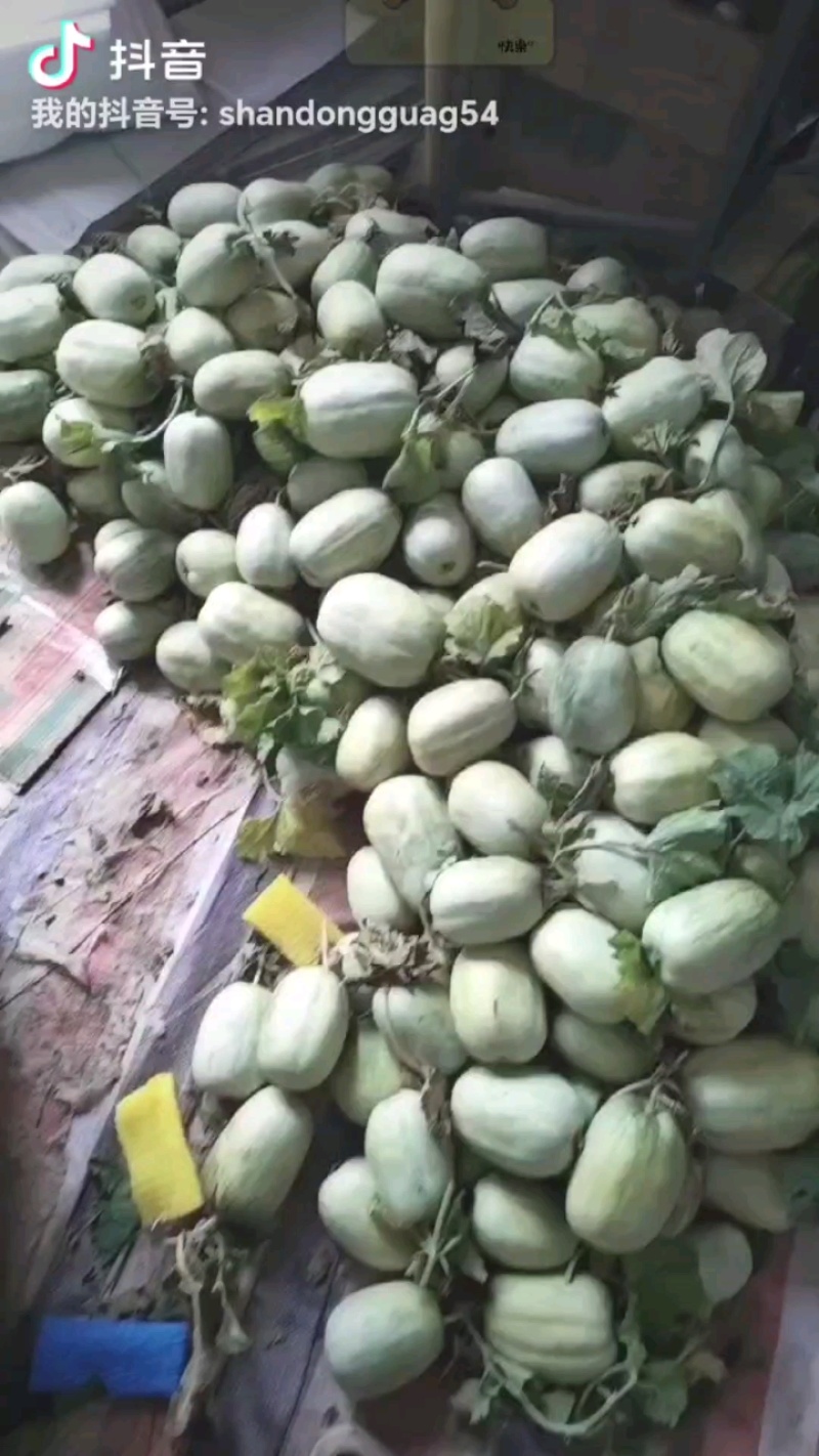 甜如蜜产地山东省临沂市费县一个在一斤，绿皮白肉口感翠甜