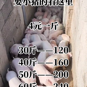 河北猪场备案车免费送猪【猪到付款健康安全防疫检疫齐全