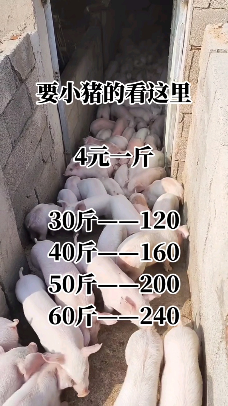 河北猪场备案车免费送猪【猪到付款健康安全防疫检疫齐全