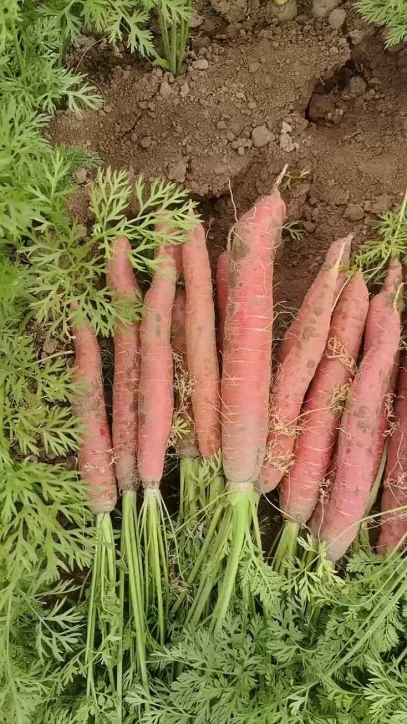 精品带叶水果萝卜九毛