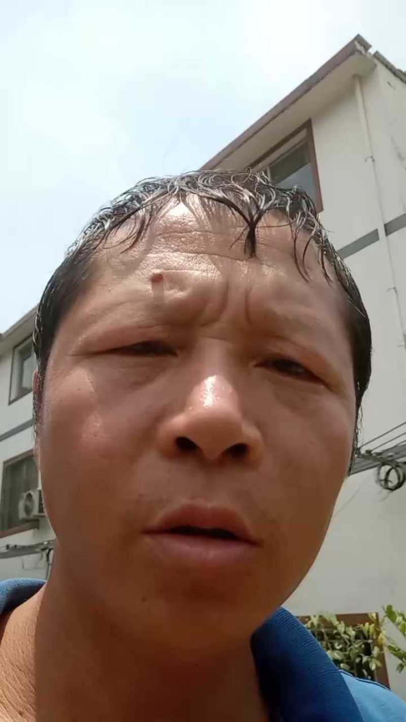 拿弯贵妃罗汉松