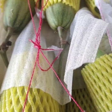 【推荐】羊角蜜甜瓜博洋61甜瓜,绿宝供应市场商超一手货源