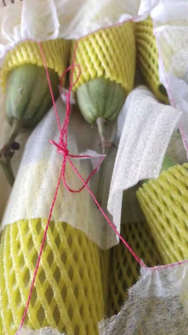 【推荐】羊角蜜甜瓜博洋61甜瓜，绿宝供应市场商超一手货源