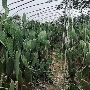 仙人掌6cm成活率95%以上，有带根发货