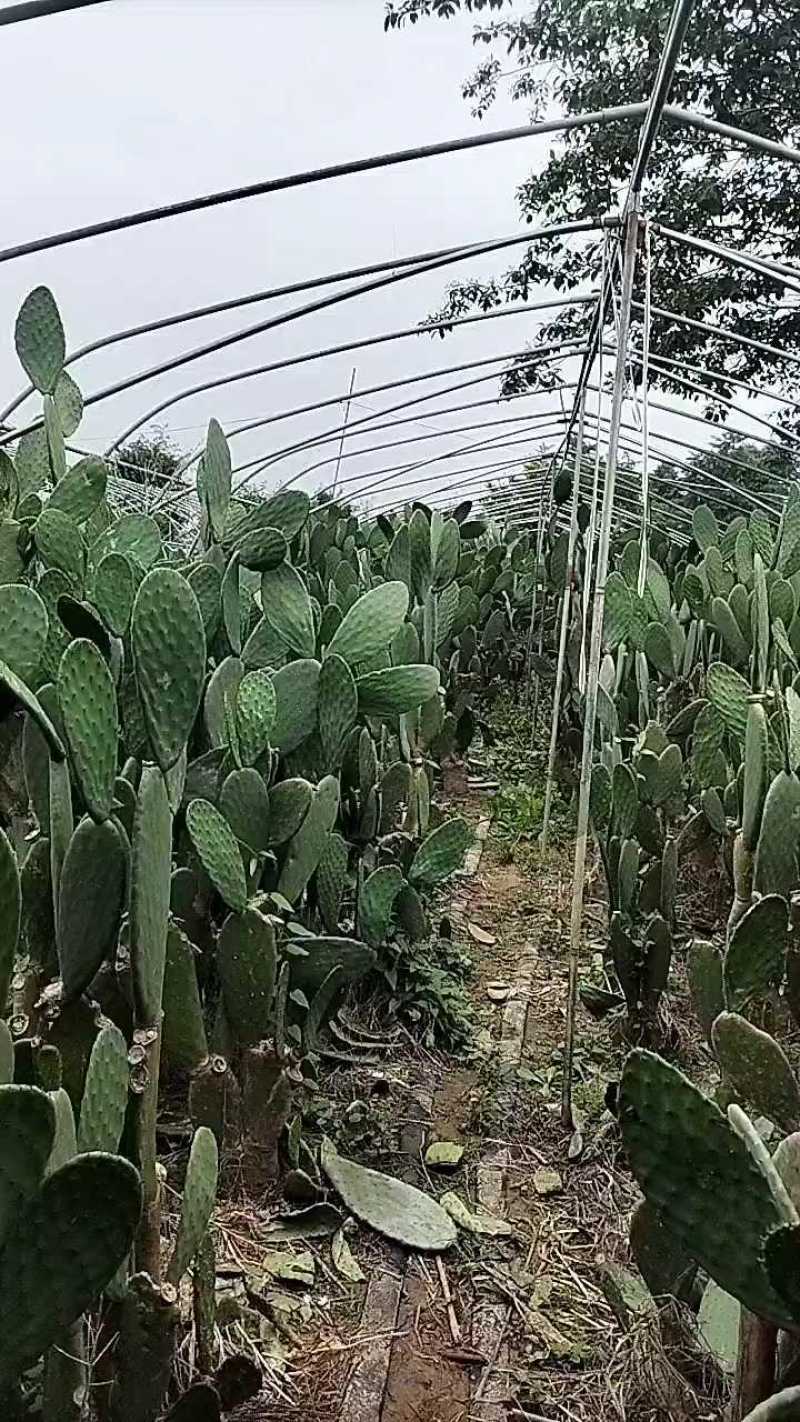 仙人掌6cm成活率95%以上，有带根发货