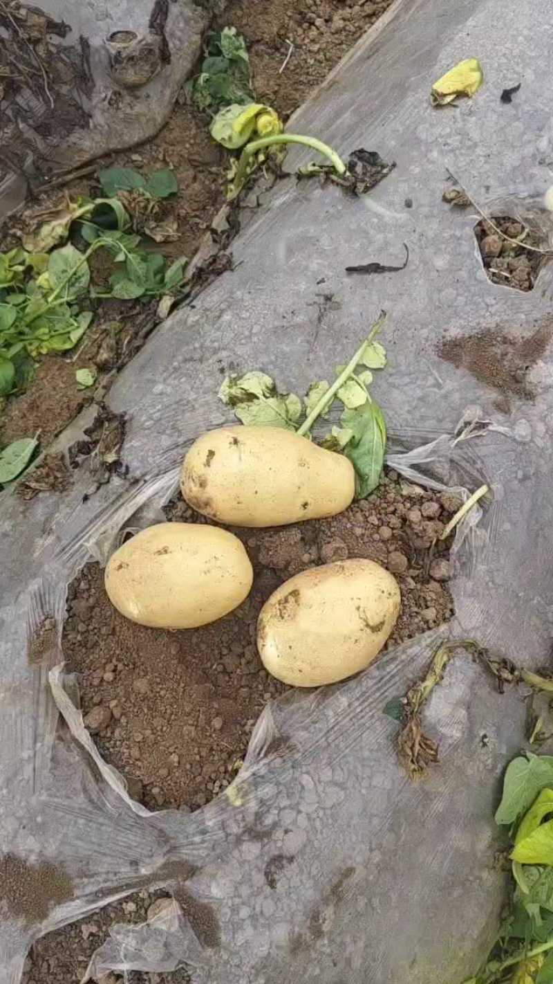 【荷兰十五土豆】山东土豆基地直发低价供应各大市场