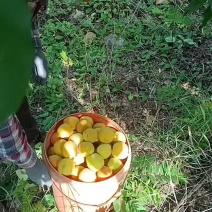 山东杏/山东金太阳杏/对接电商平台市场加工厂一条龙服务可