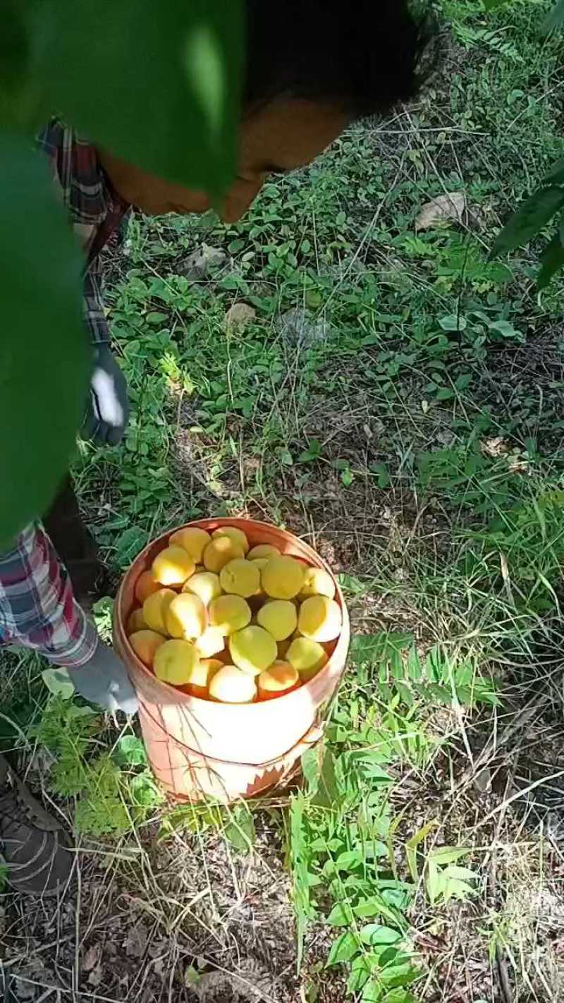 山东杏/山东金太阳杏/对接电商平台市场加工厂一条龙服务可