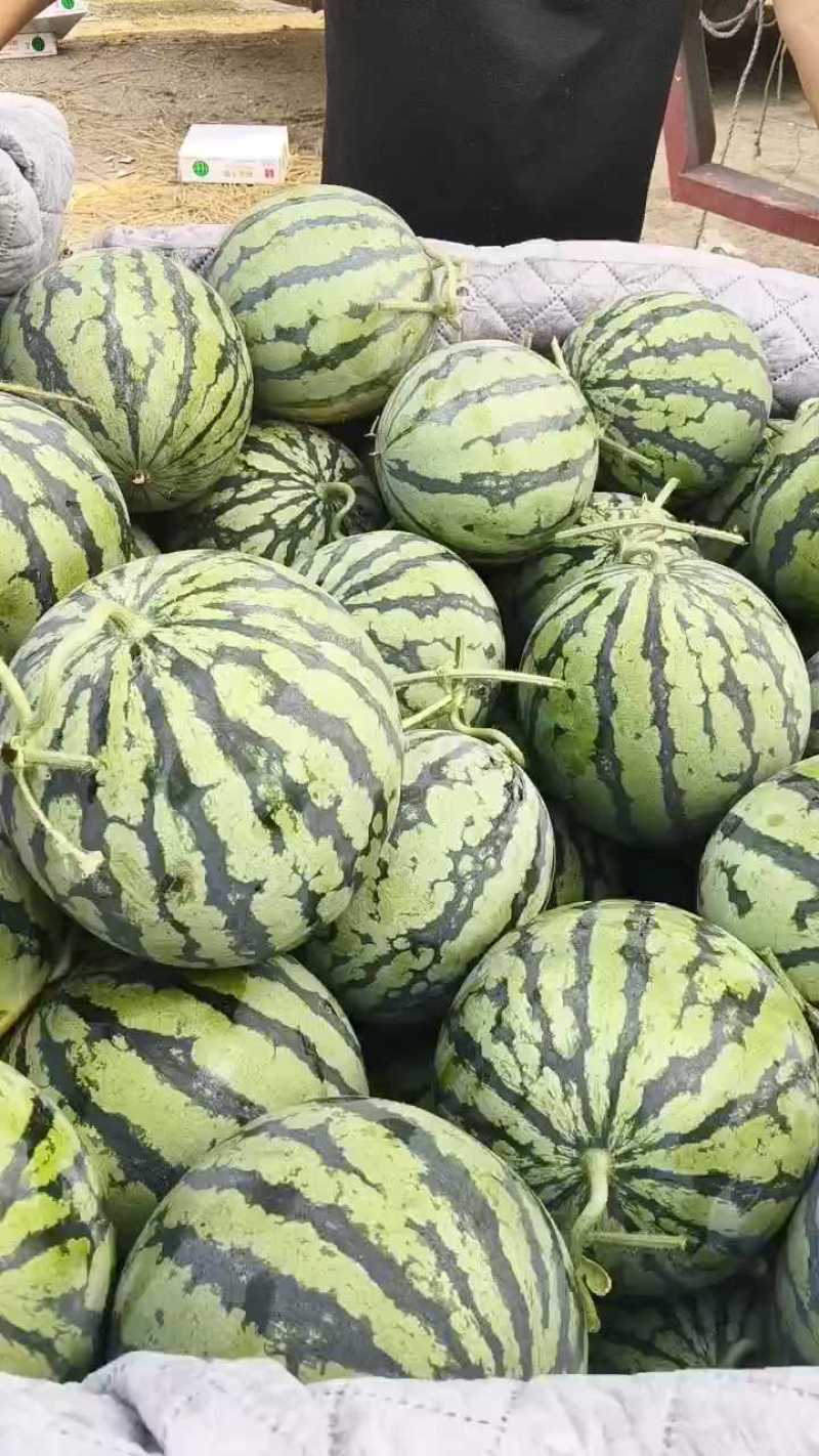 砀山县美都西瓜，鲜瓜现货含糖量高看园订瓜，保熟，代发