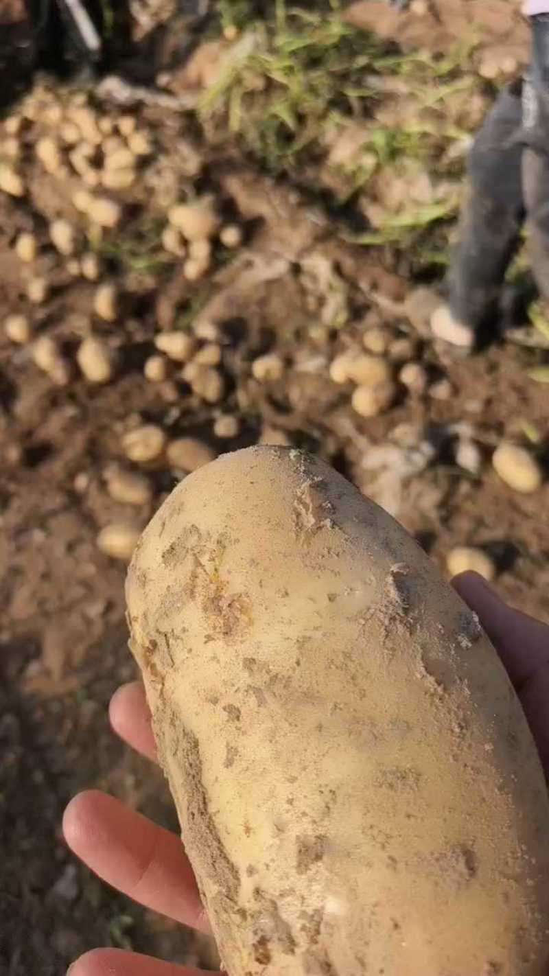 （实力甄选）河南土豆/沃土5号/黄心土豆/V7土豆、