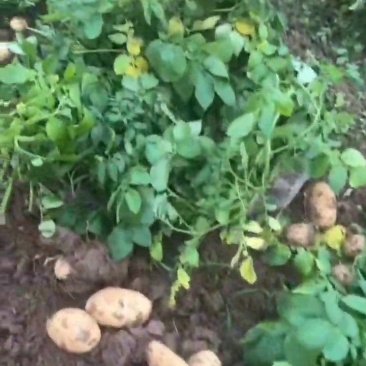 湖北天门精品黄心土豆产地发货一手货源批发品质保证价格便宜