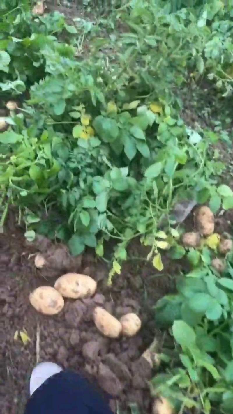 湖北天门精品黄心土豆产地发货一手货源批发品质保证价格便宜