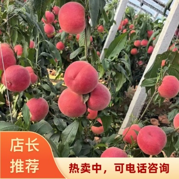 河北唐山乐亭县春雪桃2026新品上市货优价美可批发