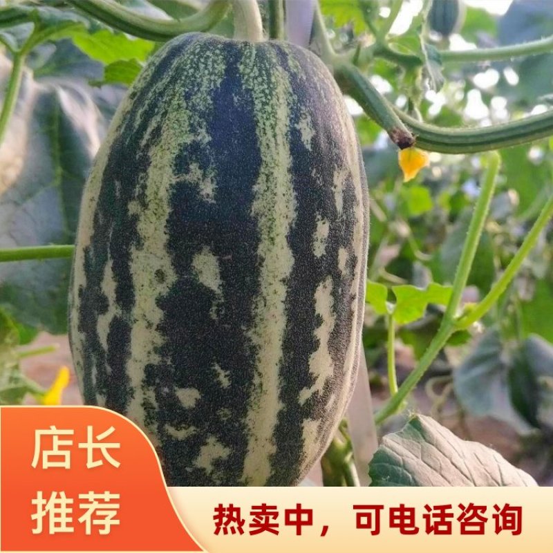 河北唐山博洋9号甜瓜2026热卖中各种精品甜瓜大量供应