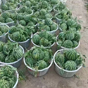 8424西瓜大量上市，口感甜脆，糖度高，价格美丽