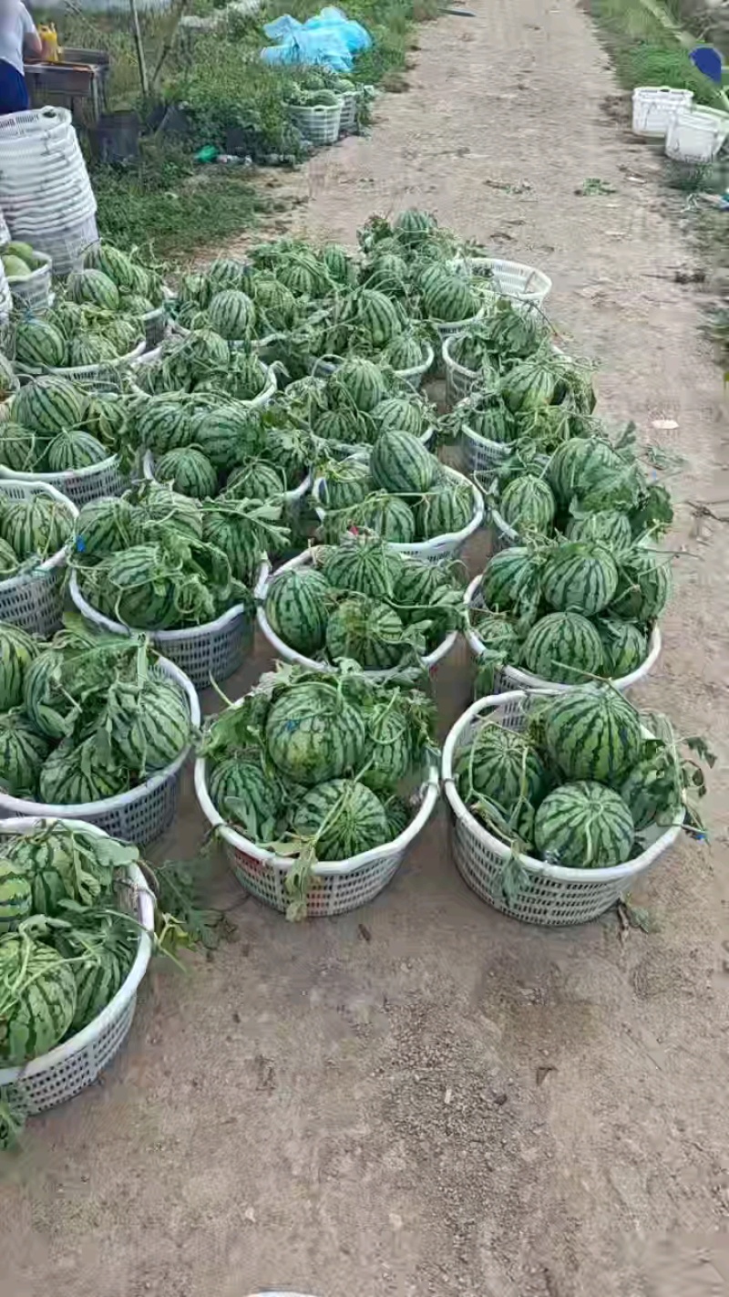 8424西瓜大量上市，口感甜脆，糖度高，价格美丽