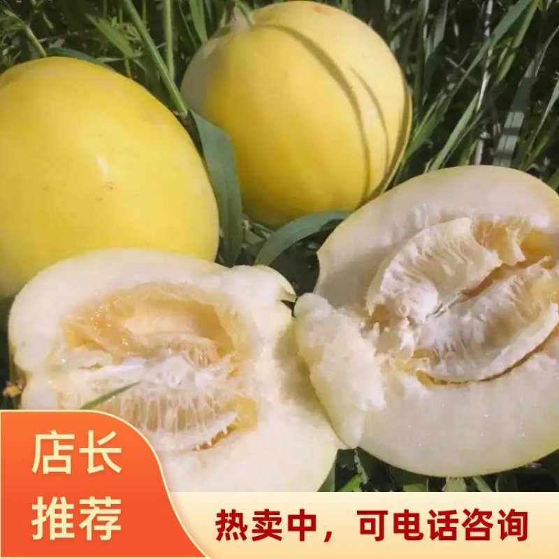 乐亭县本地主流薄皮甜瓜2026黄金甜瓜冰糖罐甜瓜星甜20