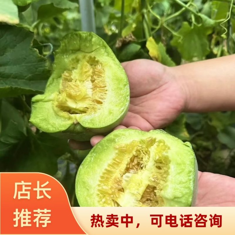 河北绿宝甜瓜各种甜瓜2026大量有货产地一手货源
