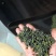 日照绿茶秋茶山东日照基地直供质量保证量大优惠全国发货