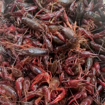 鲜活小龙虾批发潜江洪湖产地直供货源全国包邮死虾包赔