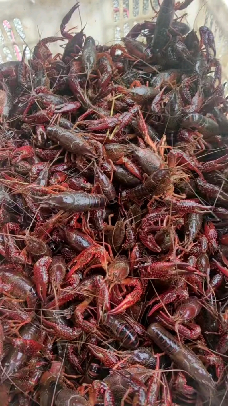 鲜活小龙虾批发潜江洪湖产地直供货源全国包邮死虾包赔