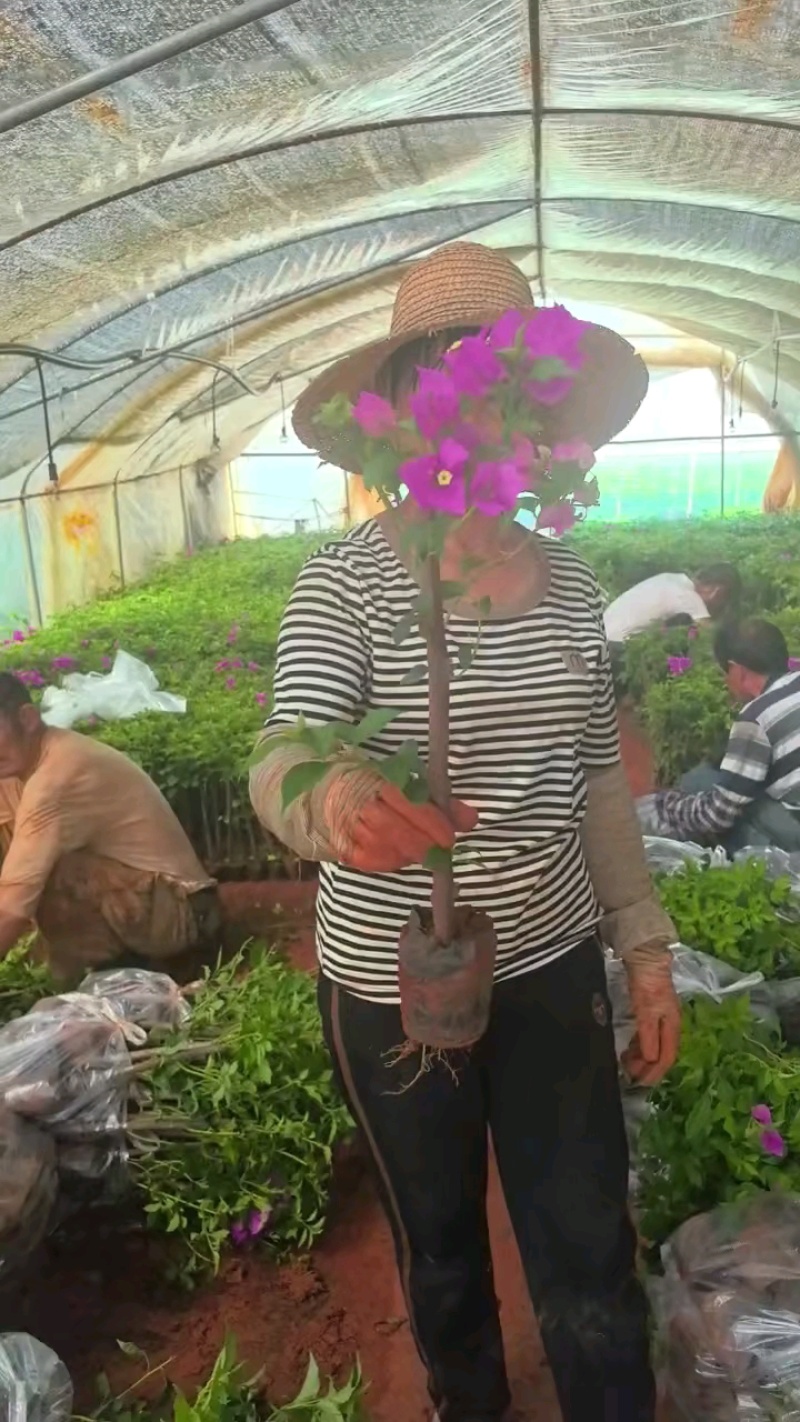 云南三角梅紫花三角梅盆栽整体高度带花带土发货规格齐全