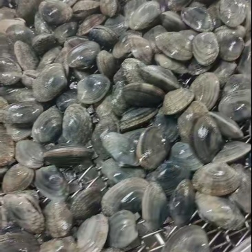 辽宁东港本地精品无沙花甲