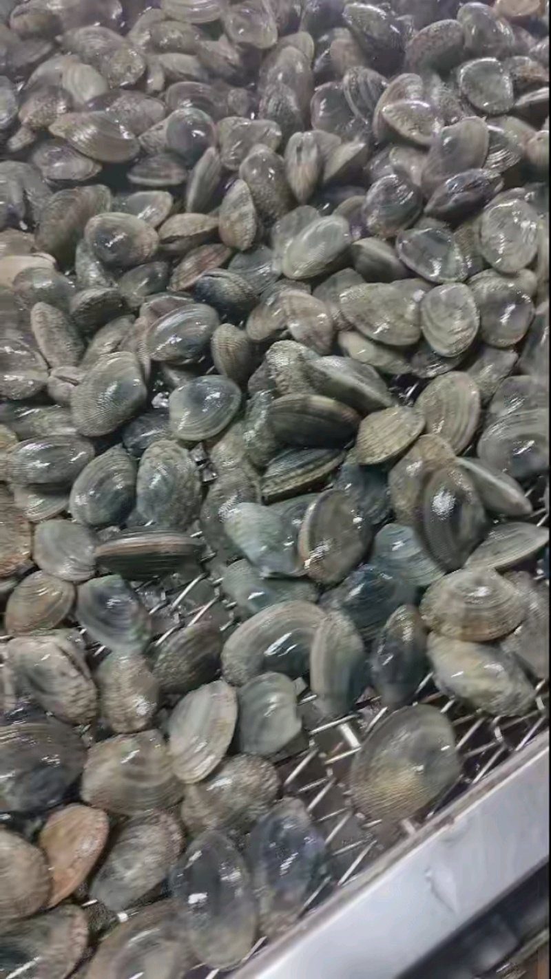 辽宁东港本地精品无沙花甲