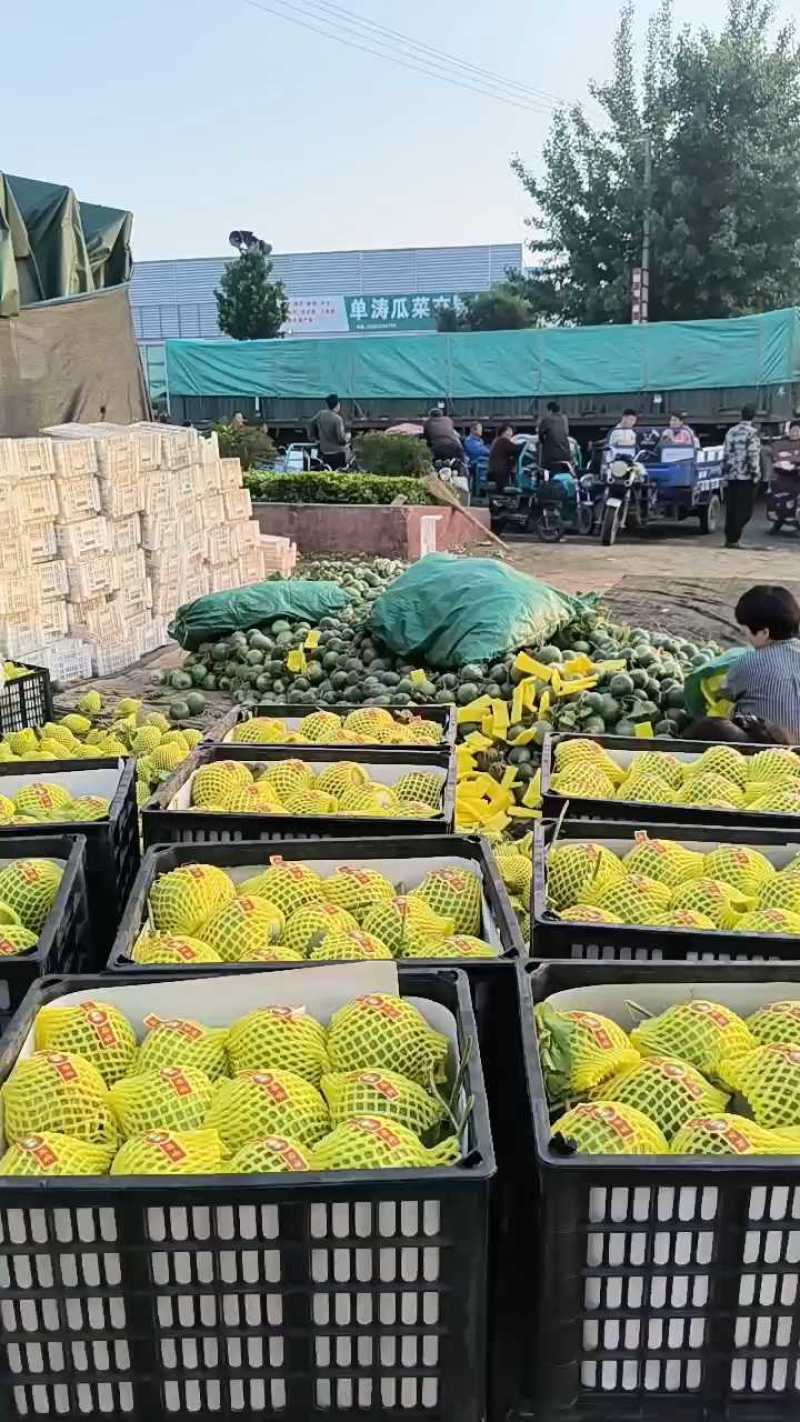 博洋9甜瓜山东甜瓜基地一手货源全国发货可视频看货