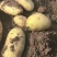 26年新土豆荷兰十五土豆规格齐全现货供应随到随装