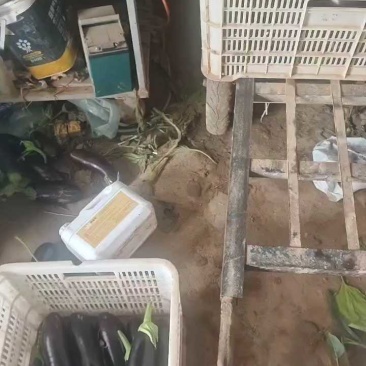 黑长茄烧烤茄子全国直发对接超市电商及市场欢迎订购
