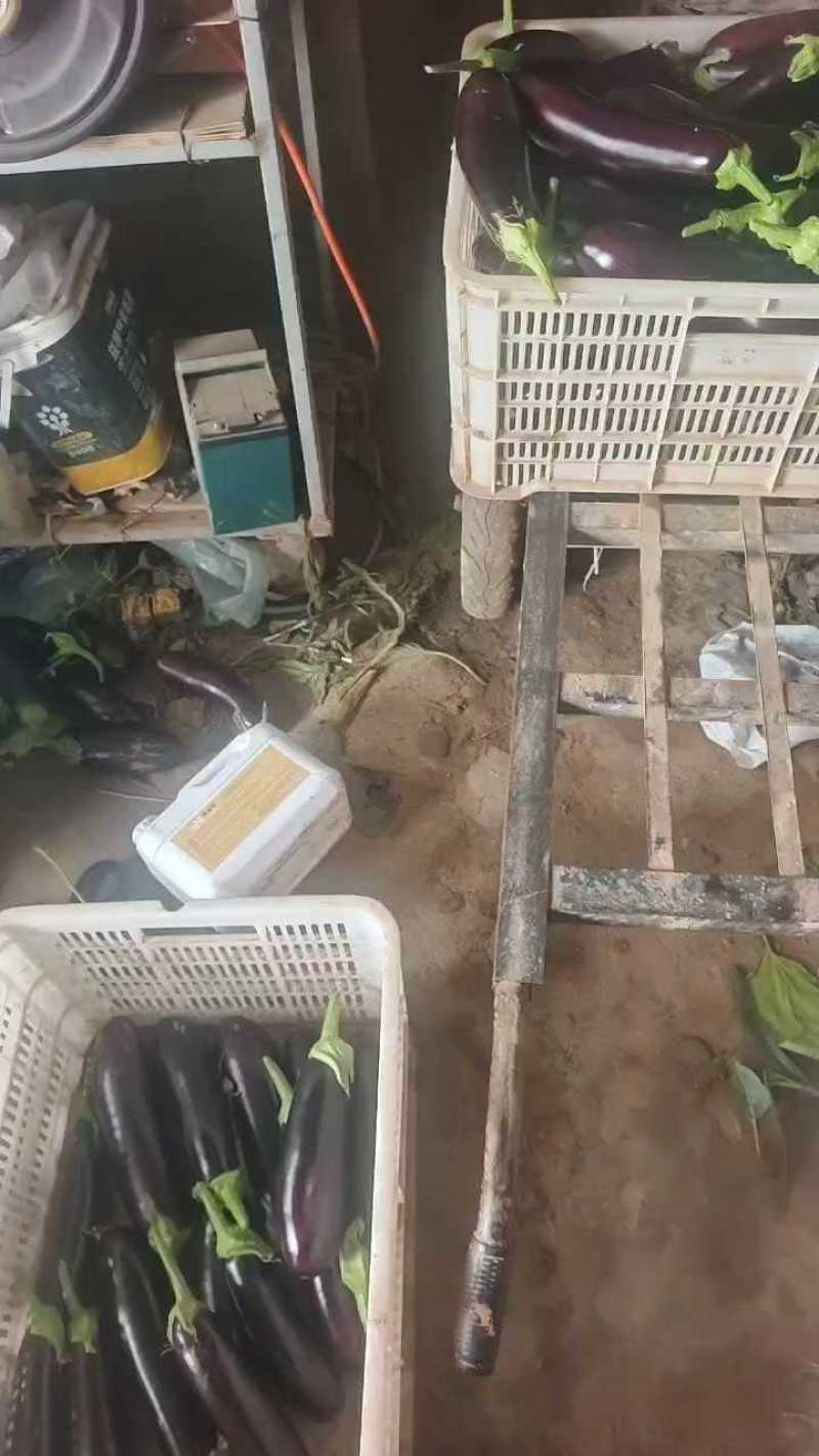 黑长茄烧烤茄子全国直发对接超市电商及市场欢迎订购