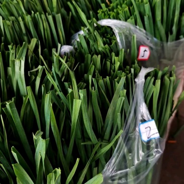 甘肃水洗蒜苗3元起，货量充足，成都发货！